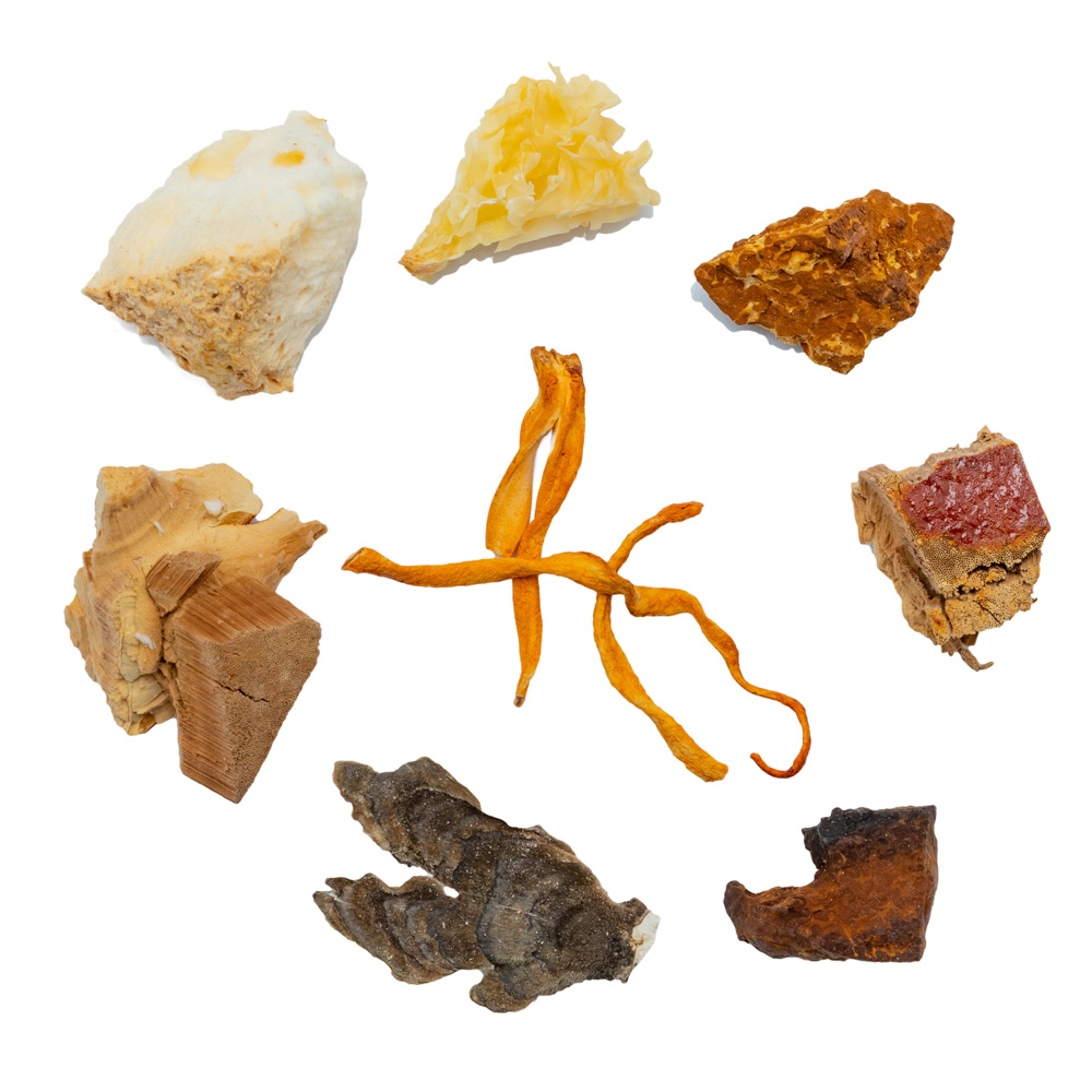 6:1 Mushroom Mix BALANCE